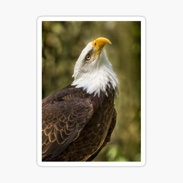 Wildlife Eagles Merch & Gifts for Sale | Redbubble