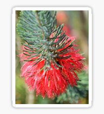 RED BOTTLE BRUSH Sticker