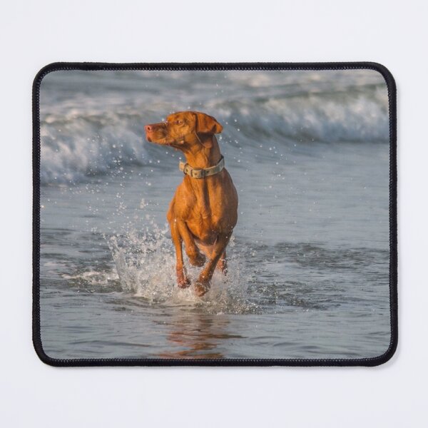 Item preview, all the fun of the seaside-vizsla fun designed and sold by 1andydesign.