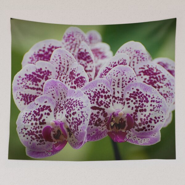 Item preview, Purple Moth Orchid designed and sold by Michael Cummings.