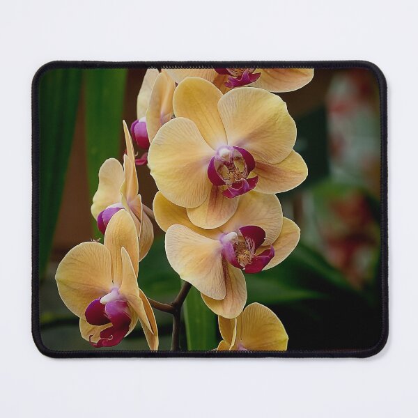 Item preview, Peach Moth Orchid designed and sold by Michael Cummings.