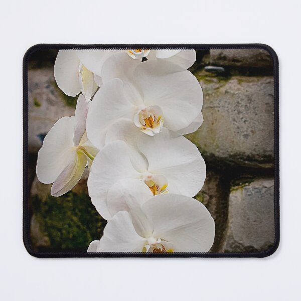 Item preview, White Moth Orchid designed and sold by Michael Cummings.