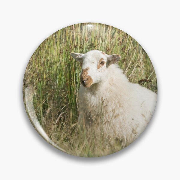 Item preview, Welsh Mountain Sheep III designed and sold by Jane Stanley Photography.