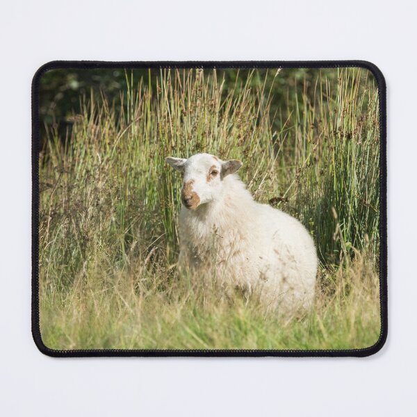 Item preview, Welsh Mountain Sheep III designed and sold by Jane Stanley Photography.