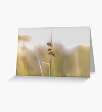 Over-expose. Greeting Card