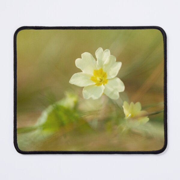 Item preview, Digital photograph of Primrose flower designed and sold by SimonJohnson1.