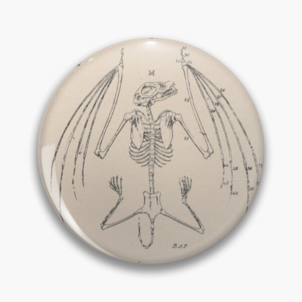 Item preview, Vintage illustration of the skeletons of a pterodactyl, draco volans and bat designed and sold by Anacronista.