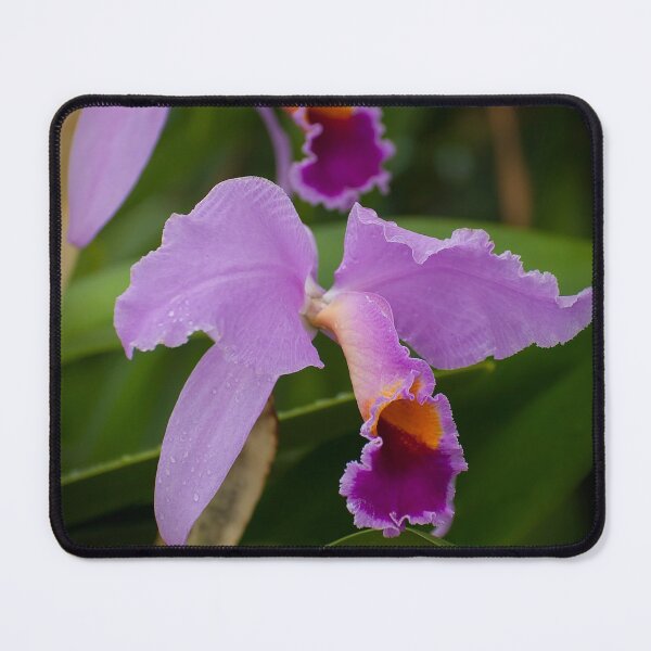 Item preview, Purple Cattleya Orchid designed and sold by Michael Cummings.