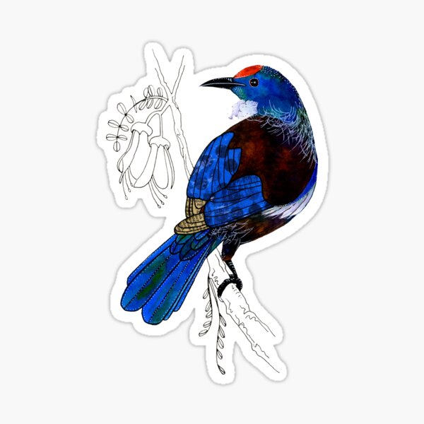 Tui - New Zealand bird Sticker