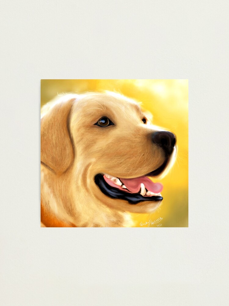 yellow lab portrait