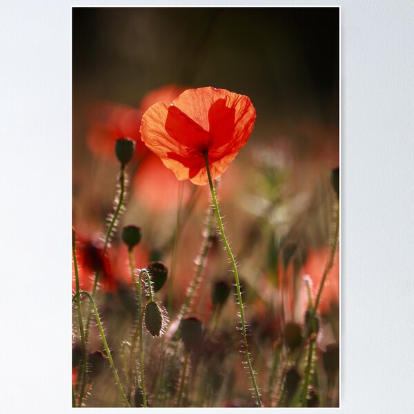 Item preview, Digital Photograph of backlit Poppy designed and sold by SimonJohnson1.