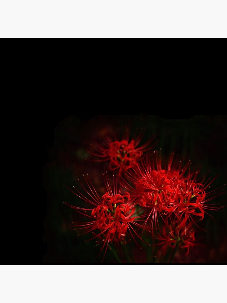 red-spider-lily-poster-for-sale-by-beautiful19lies-redbubble