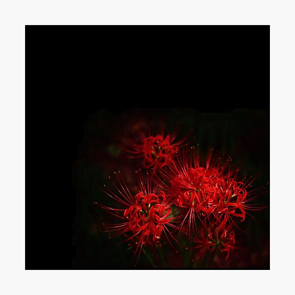 Red Spider Lily Wall Art For Sale Redbubble