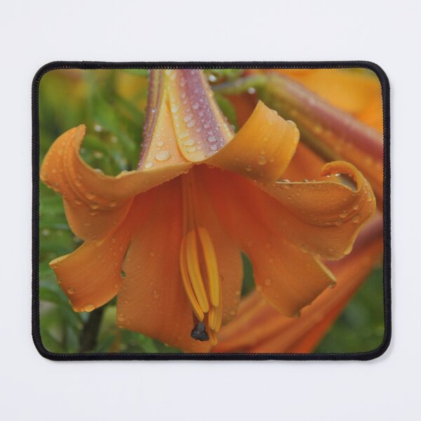 Item preview, African Queen Trumpet Lily designed and sold by Michael Cummings.