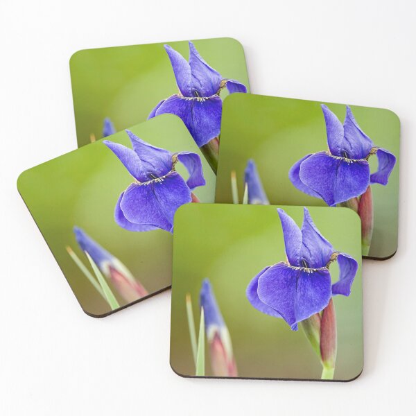 Item preview, Blue Flag iris designed and sold by Michael Cummings.