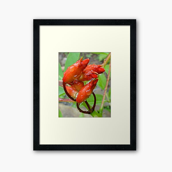 Ceibo Buds in the Rain Framed Art Print