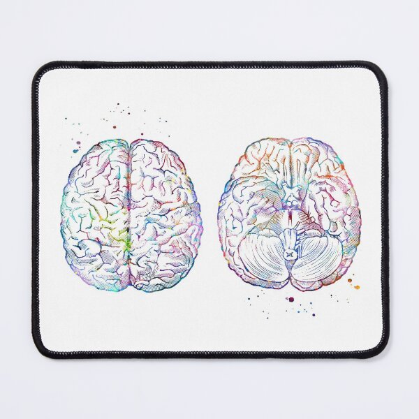 Item preview, Brain Anatomy Superior and Inferior View designed and sold by EvasDreams.