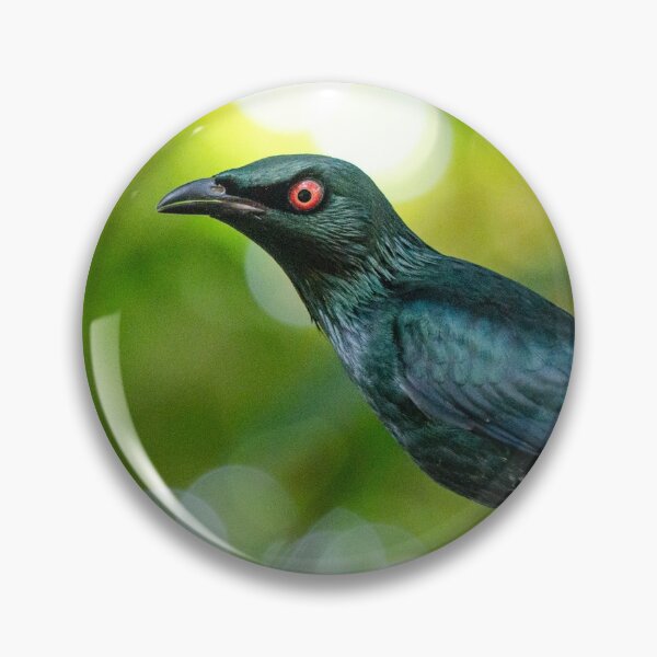 Item preview, Asian Glossy Starling designed and sold by photosbygemmad.