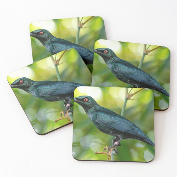 Item preview, Asian Glossy Starling designed and sold by photosbygemmad.