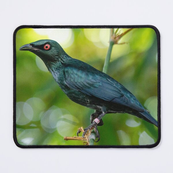 Item preview, Asian Glossy Starling designed and sold by photosbygemmad.