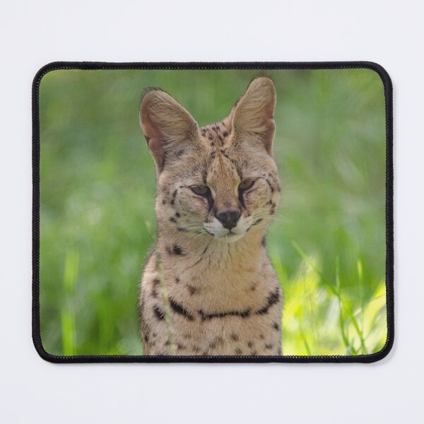 Item preview, Posing serval designed and sold by photosbygemmad.