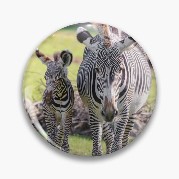 Item preview, Grevys zebra and foal designed and sold by photosbygemmad.