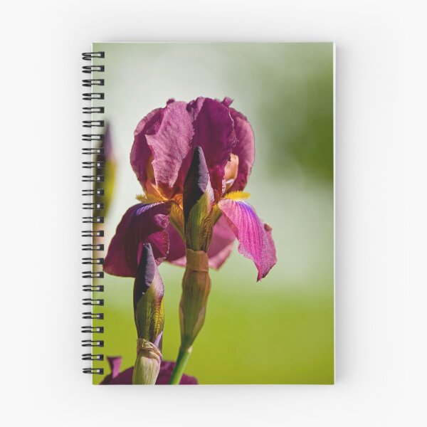 Item preview, Purple Iris designed and sold by Michael Cummings.