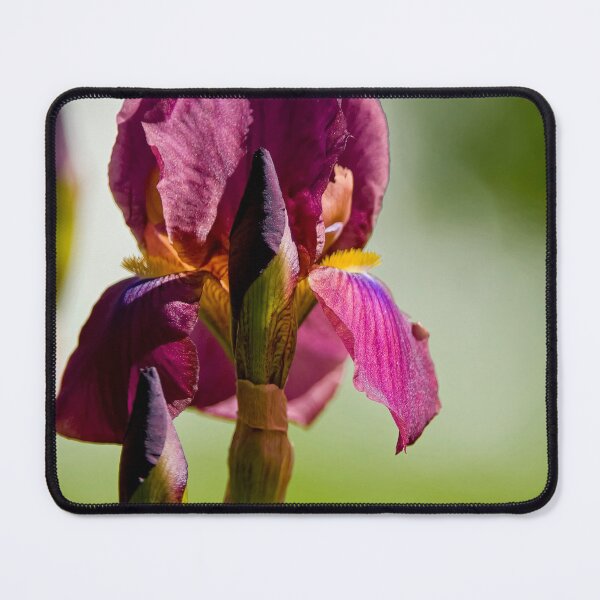 Item preview, Purple Iris designed and sold by Michael Cummings.