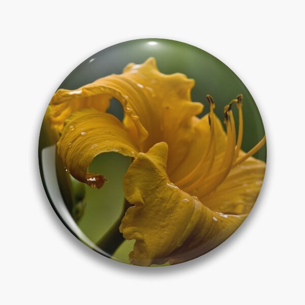 Item preview, Klondyke Stryke Daylily designed and sold by Michael Cummings.