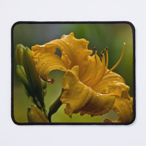 Item preview, Klondyke Stryke Daylily designed and sold by Michael Cummings.