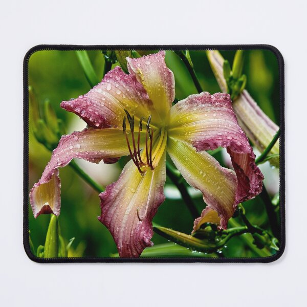 Item preview, Northwind Dancer Daylily designed and sold by Michael Cummings.