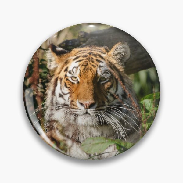 Item preview, Valentina tiger posing in leaves and grass designed and sold by photosbygemmad.