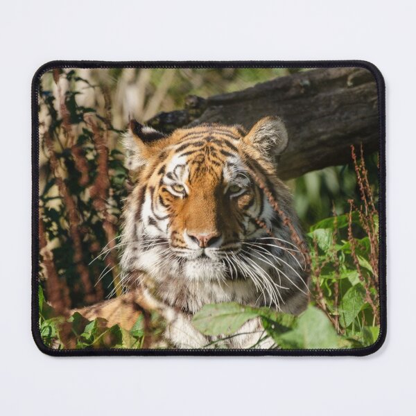 Item preview, Valentina tiger posing in leaves and grass designed and sold by photosbygemmad.