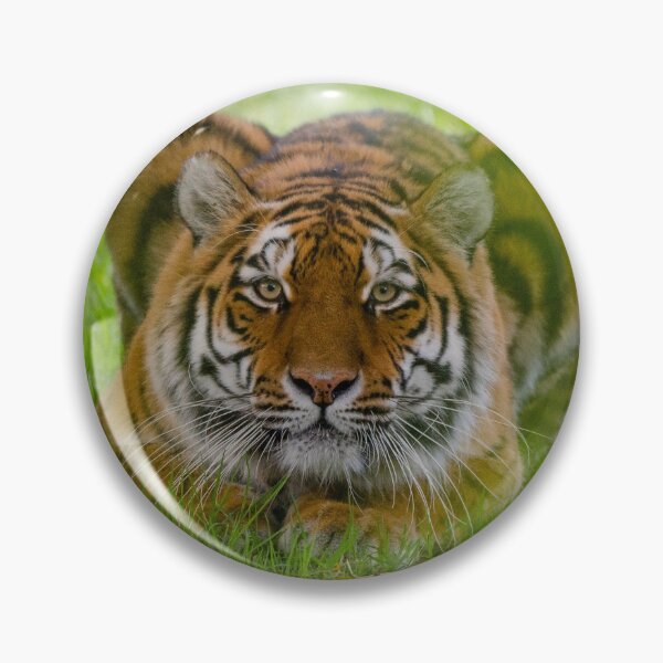 Item preview, Ready to pounce tiger designed and sold by photosbygemmad.