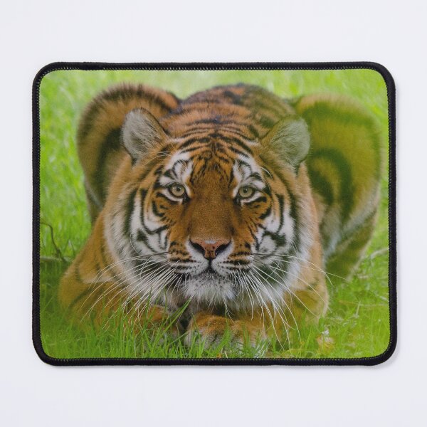 Item preview, Ready to pounce tiger designed and sold by photosbygemmad.