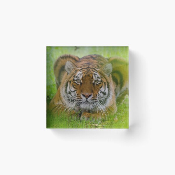 Item preview, Ready to pounce tiger designed and sold by photosbygemmad.