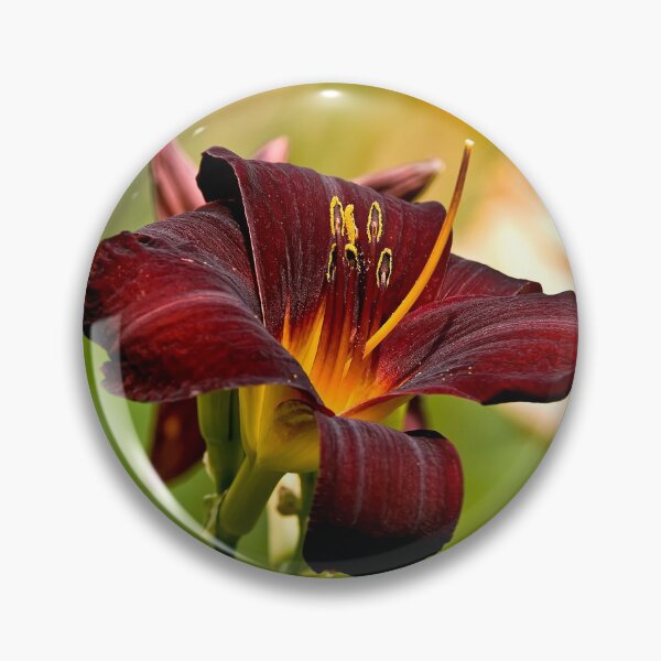 Item preview, Rootbeer Daylily designed and sold by Michael Cummings.