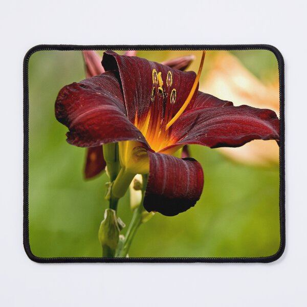 Item preview, Rootbeer Daylily designed and sold by Michael Cummings.