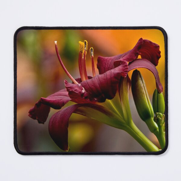 Item preview, Red Daylily designed and sold by Michael Cummings.