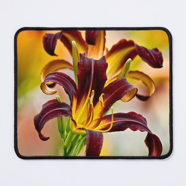 Item preview, Black Plush Daylily designed and sold by Michael Cummings.