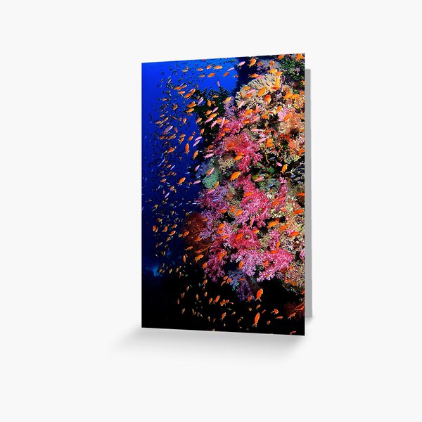 One Fish Two Fish Red Fish Blue Fish Greeting Card