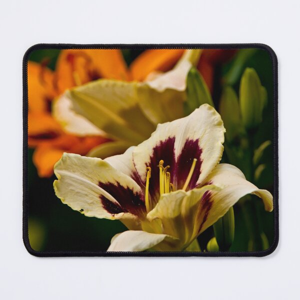 Item preview, Custard Candy Daylily designed and sold by Michael Cummings.