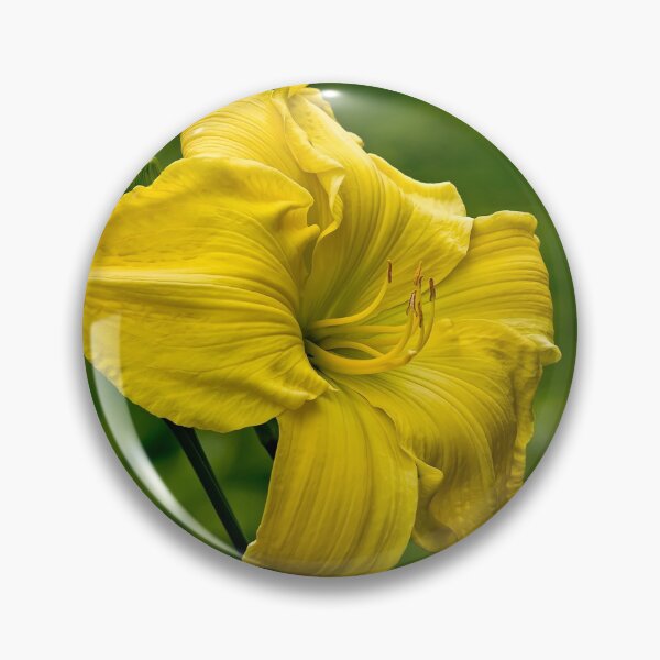 Item preview, Yellow Daylily designed and sold by Michael Cummings.