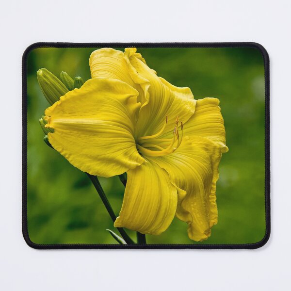 Item preview, Yellow Daylily designed and sold by Michael Cummings.