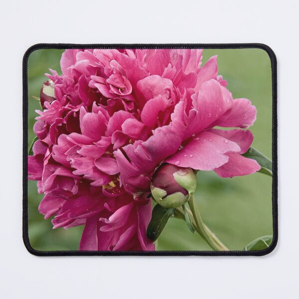 Item preview, Maroon Peony designed and sold by Michael Cummings.