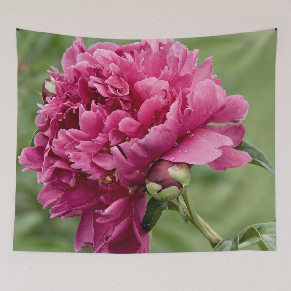 Aperçu de l'œuvre Pivoine marron créée et vendue par Michael Cummings.