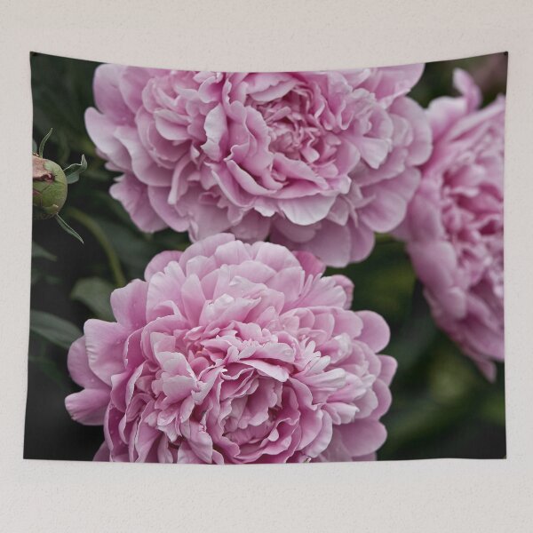 Aperçu de l'œuvre Pivoine rose créée et vendue par Michael Cummings.