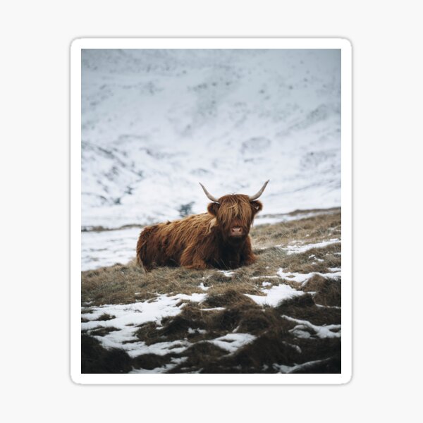 Item preview, Highland Cow - Realistic designed and sold by anass002.