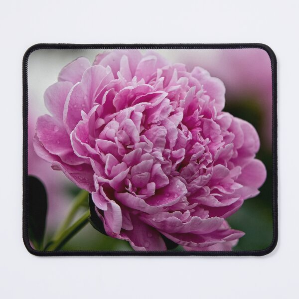 Item preview, Pink Peony designed and sold by Michael Cummings.