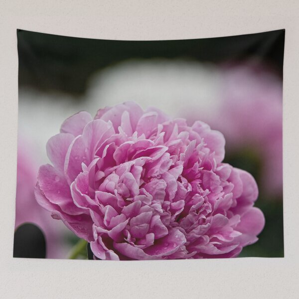 Aperçu de l'œuvre Pivoine rose créée et vendue par Michael Cummings.